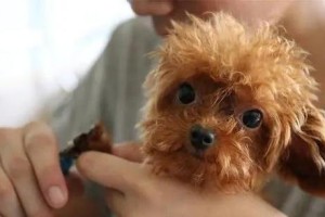 养泰迪犬一个月的开销及主要支出（了解泰迪犬的养育成本，做好准备迎接新成员）