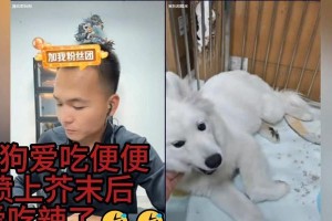 为什么狗会吃自己的粪便？（探究狗吃粪行为的原因及如何解决）