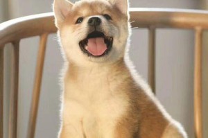如何给秋田犬幼犬断奶（宠物主人必备的断奶技巧，关注幼犬健康成长）