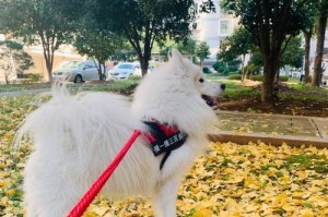 四十天的萨摩，见证成长的岁月（与萨摩共度四十天，感受它的成长与变化）