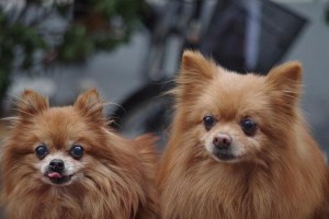 探究博美犬紧张的原因（为何博美犬容易出现紧张情绪？如何帮助博美犬缓解紧张？）