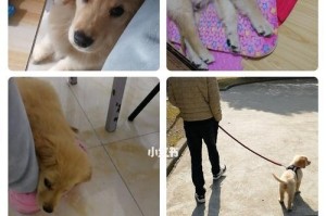 如何科学地护理金毛狗狗（全面掌握金毛狗狗的护理方法，让它健康快乐）