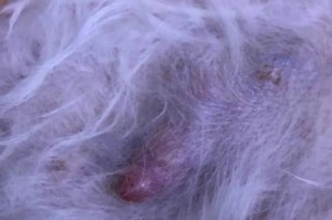 狗狗乳头炎症状（了解狗狗乳头炎的常见症状和预防方法，保护宠物的健康）