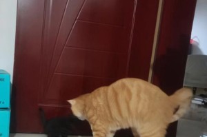 小猫被大猫咬死的症状详解（探究小猫被大猫攻击后的身体反应及其影响）