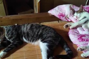 猫死在床上的原因及预防措施（为什么猫会死在床上？了解这些，保护你的宠物！）