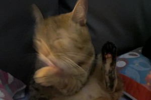 揭秘奶猫大便的正常特征（了解奶猫健康的关键，从大便开始）