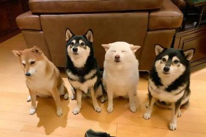 柴犬价格揭秘（柴犬价格贵吗？了解一只柴犬的真正价值）