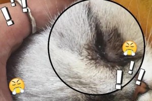 猫咪眼睛发炎应该吃什么（为你的猫咪提供正确的饮食来缓解眼睛发炎）