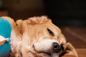 狗狗月经症状及应对方法（了解狗狗月经症状，保护它们的健康）