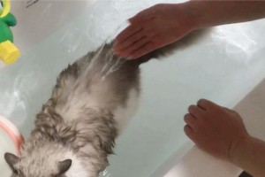 新买小猫拉水，如何应对？（宠物家庭必看，小猫拉水怎么办？）