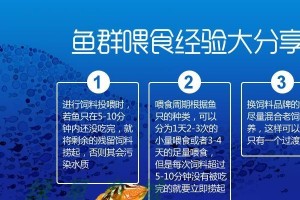 以草金鱼的喂食时间与方式（科学喂食助您养出健康的草金鱼）