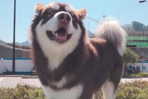 揭秘搜犬天王（深入探索搜犬天王团队背后的英雄犬群，了解它们的特点和训练方法）
