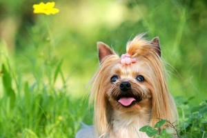 约克夏犬饲养全攻略（从选择到护理，让你成为优秀约克夏主人）