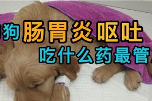如何处理狗狗呕吐问题——让你的宠物恢复健康（选择合适的饮食为你的狗狗提供救援）