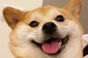柴犬的合理饮食需求及上班族养犬攻略（探讨柴犬的狗粮摄入量以及适合上班族养犬的注意事项）