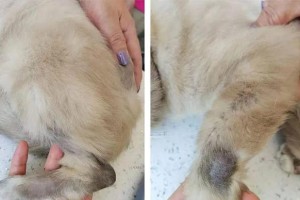 猫冠病（了解猫冠病的常见症状及其相关信息）