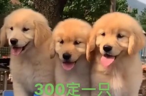 科学喂养3个月小金毛，让它健康快乐成长（了解3个月小金毛的喂养误区，助你成为贴心宠物主人）