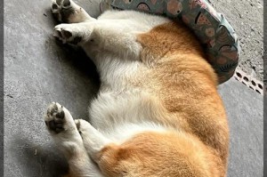 狗子一天吃几顿对身体最有益？（掌握好狗子饮食频次的关键在于平衡和适度）