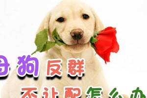 母狗不让配还叫的原因（探索母狗不愿意配种的行为背后的原因）