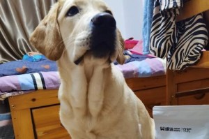 6个月的狐狸犬应该以什么狗粮为主食？（科学饲养，健康成长）