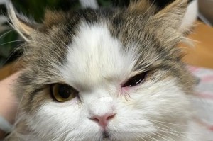 猫咪住院费用和应对生病的措施（猫咪住院费用的因素及如何应对猫咪生病）