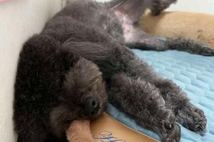 狗狗为何失去食欲？（了解宠物狗食欲减退的原因及应对方法）