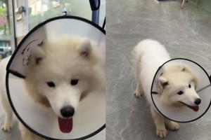 狗前爪分开的原因及相关问题解析