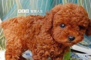 以泰迪疫苗间隔多久打能够保护狗狗健康？（探究泰迪疫苗打针的最佳时间间隔，让你的宠物免受疾病侵害！）