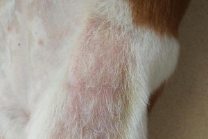 狗狗皮肤上出现小片红点点的原因与处理方法（了解狗狗皮肤上小片红点点的原因，提供正确的处理方法）