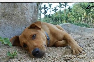 狗狗死后埋了多久会腐烂？（解密狗狗腐烂的过程及时间需求）