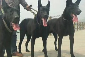 如何防止黑狼犬瞎吃东西（为您的宠物健康着想）
