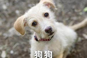 为什么狗狗歪坐着？（探究狗狗歪坐的原因及其健康影响）