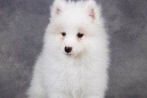 萨摩耶犬随行训练的技巧与要点（打造一只优秀的旅行伴侣——萨摩耶犬的随行训练）
