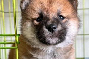 德牧幼犬胎毛的颜色特点（探究德牧幼犬胎毛的色彩遗传）