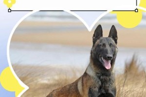 马犬毛色之谜（探究黑马犬价格背后的原因及其特殊之处）