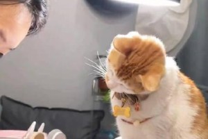 猫为什么要磨爪子？（揭秘猫咪磨爪子的原因及好处）