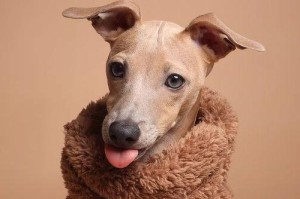 意大利灵光犬的饲养指南（了解意大利灵光犬，让你成为好主人）