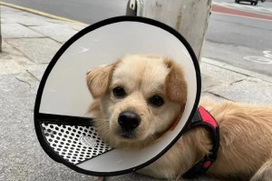 狗为何又被称为犬？（探究狗与犬之间的关系及原因）