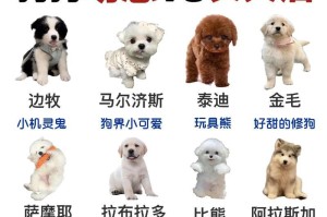 新手养宠指南（了解小狗的饮食需求，让你成为合格的狗狗爸妈）