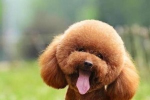 不同体型泰迪犬的优缺点（探索小型、中型和大型泰迪犬的特点及适应环境）