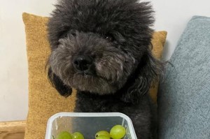 《50天狗狗的饮食指南》（健康成长的关键是合理饮食）