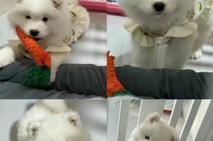 新手养幼犬指南（了解萨摩耶幼犬的饮食需求，合理喂养你的小可爱）