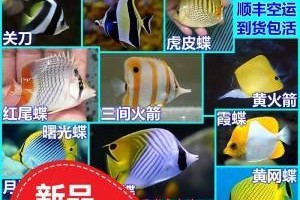霞蝶鱼的饲养方法（如何正确饲养霞蝶鱼？）