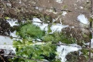 夏天鸽子易患的疾病及预防措施（夏季高温中鸽子易受感染的疾病是什么？如何预防和治疗？）