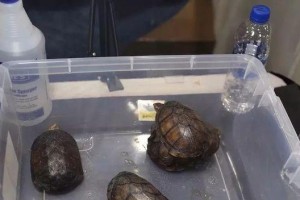 饼干龟的饲养方法（一文教你如何饲养饼干龟）