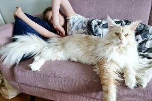 探索巨型猫的世界（揭秘梦幻巨型猫王国的奇妙生活）