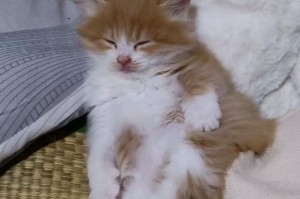 小猫猫的成长之路（探索小猫猫成长的时间和里程碑）