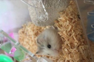 老婆婆仓鼠的完美饲养方法（以宠物为主，让老婆婆仓鼠健康快乐生活）