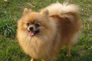 训练博美犬定点大小便的技巧（宠物犬生活方式的调整和养护技巧）