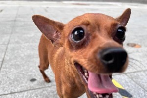 小鹿犬（了解小鹿犬的价格和魅力，你会想养一只吗？）